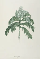 Maraqua, Illustration aus 